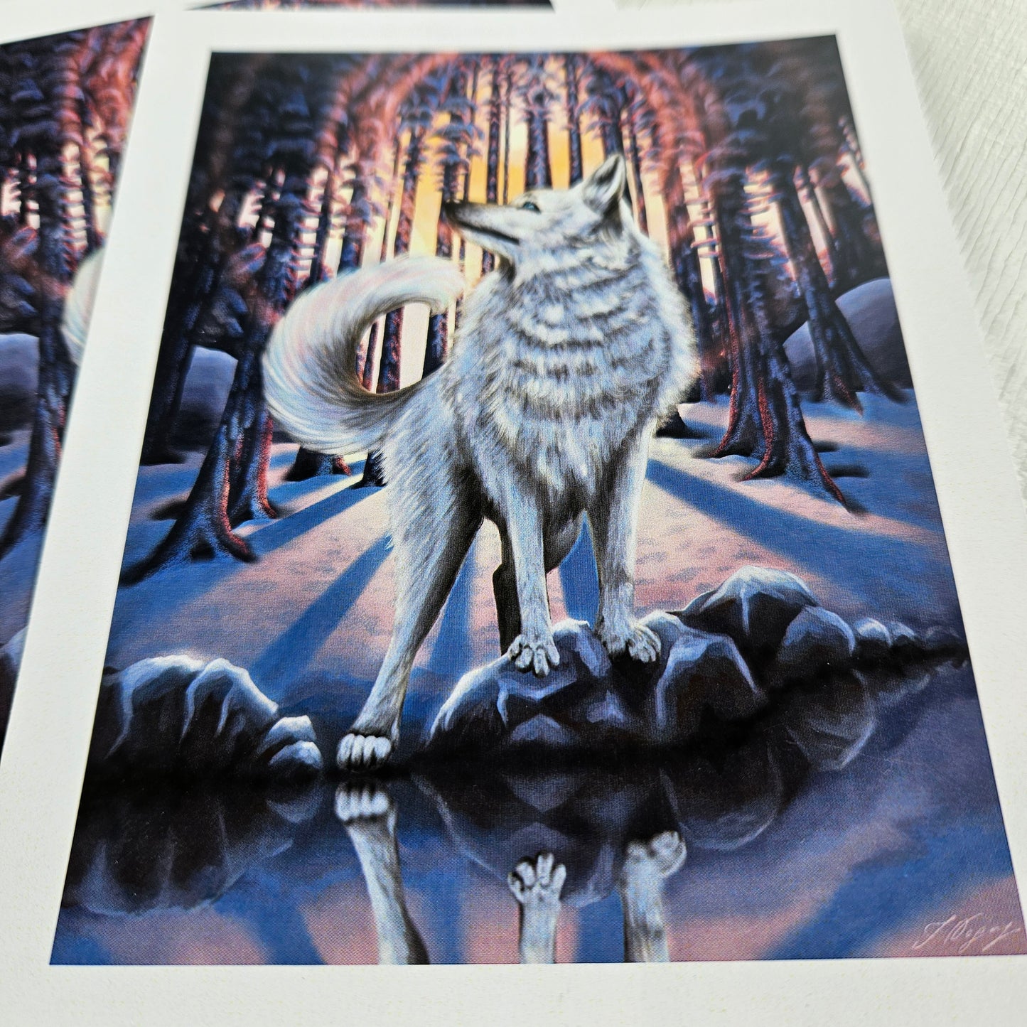 White Wolf - Small Print on Glossy Paper (12x15cm)